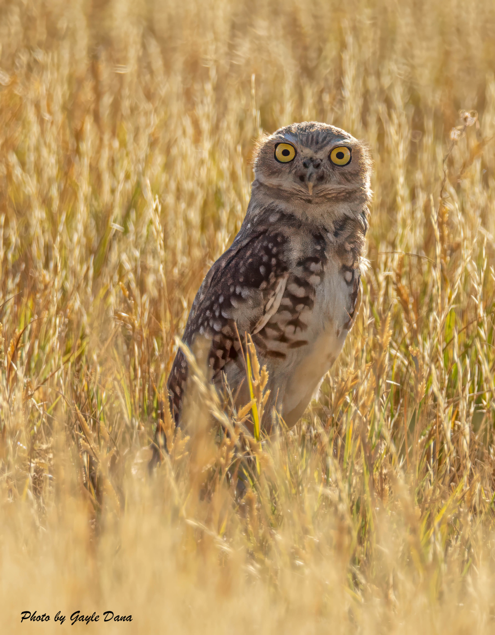 Burrowing Owl